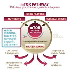 Pin On Health Autophagy