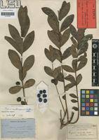 Image result for Eugenia malangensis