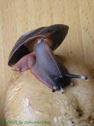 Plaats als eerste een recensie van caracolus excellens 3 cm reactie annuleren. Caracolus Excellence Wildlife Photo Gallery Tieres Webseite