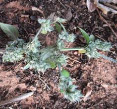 Image result for Dicliptera verticillata