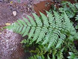 Image result for Pteris friesii