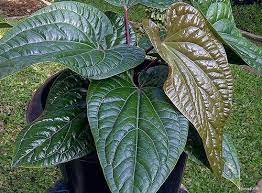 Pin On Indoor Plants