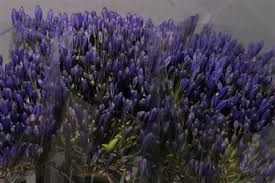 We are family owned with over 20 years experience. Fresh Cut Flowers Metropolitan Wholesale