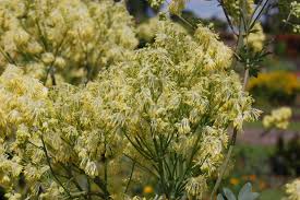 Image result for Satyrium flavum