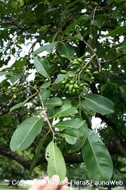 Image result for Syzygium cumini