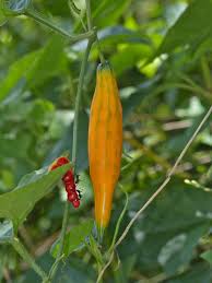 Image result for Coccinia sp. A