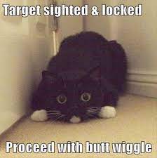 Great Funny Cat Photos Free Superb Funny Cat Pictures Cat Memes Funny Animals