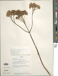 Image result for Bothriocline longipes