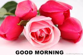 Good Morning Rose Flower Image Good Morning Rose Images Pink Rose Pictures Beautiful Pink Roses