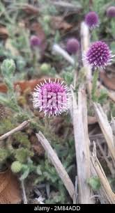 Image result for Sphaeranthus gomphrenoides