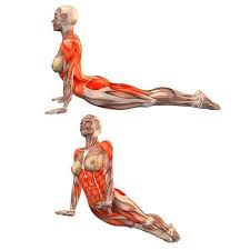 Reinvent Dog Care With These Fantastic Tips Be Sure To Check Out This Helpful Article Hatha Yoga Upward Facing Dog Easy Yoga Workouts
