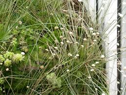 Image result for Syngonanthus