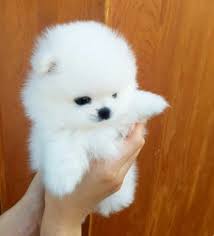 Pomeranian puppy for sale near michigan, scottville, usa. Pomeranian Puppy Dog For Sale In Detroit Michigan