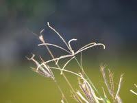 Image result for Cynodon nlemfuensis