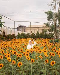 Bunga matahari ini akan tumbuh mekar tiga bulan saja dan bibitnya bisa diambil lalu ditanam. Taman Bunga Matahari Di Bandung Ideku Unik