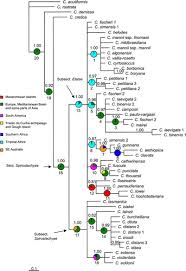 Image result for Carex cyrtosaccus