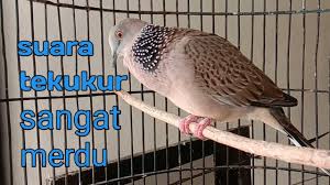 Beo jantan dan betina memang cukup sulit untuk dibedakan. Download Macam Macam Suara Burung Mp3
