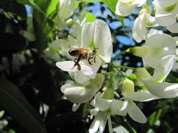 Image result for Baphia