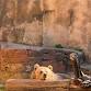 ID | Pocatello | Zoo Crew Challenge: Clean-Up ... event in Pocatello, ID