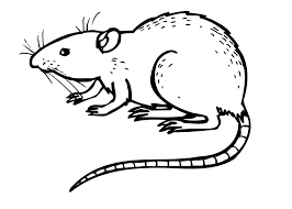Rat fear animal character cartoon illustration isolated image coloring page. Free Printable Rat Coloring Pages For Kids
