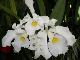 Lc. Callistoglossa alba