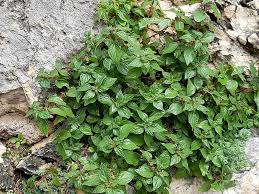 Image result for Parietaria