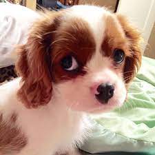 Trinity 10 Week Old Cavalier King Charles Puppy King Charles Cavalier Spaniel Puppy King Charles Puppy Cavalier King Charles Spaniel