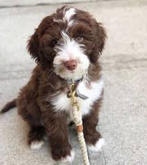 They are best suited for active families and do well with kids. Schnoodle Rescues For Adoption Top 5 2021 We Love Doodles
