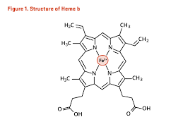 Image result for Heme