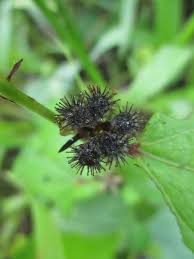 Image result for Urena