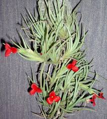 Image result for Albertisia exelliana