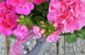 Image result for foto muškáty