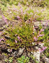 Image result for Aeollanthus neglectus