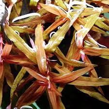 Image result for Ammannia aegyptiaca