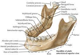 Mandible