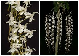 Image result for Aerangis kotschyana