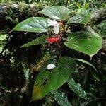 Image result for Begonia poculifera