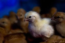 Content available from syam rahadi: Periode Brooding Pada Ayam Petelur Agusbakrie Com