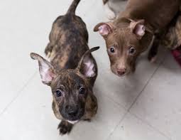 Which is why, if all the members of the family have jobs, this dog would not be the best fit. Pin On Chipit Chi Pit