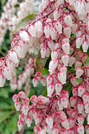 A shrub may be an evergreen or a flowering bush or both. The Best Evergreen Shrubs For Your Garden Gardener S Path