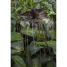 Tacca chantrieri, commonly known as known as the black bat plant, is an unusual flower from tropical areas of south east asia and is a tuberous plant that grows to about 80cm in height and up to1m in width that periodically produces large flower heads. Black Bat Flower Tacca Chantrieri