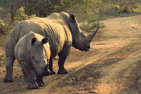 Up to 70% off top brands & styles. Rhinoceros The Real Life Unicorn The Travelling Cheetah