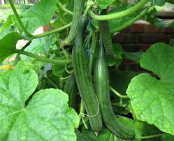 Image result for Cucumis sativus