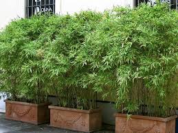 Bambus Im Kubel Kann Eine Terrasse Im Garten Oder Einen Balkon Mit Einem Lebendigen Sichtschutz Sehr Gut V Potted Plants Patio Bamboo Garden Tall Potted Plants