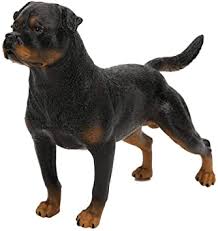 Their coat is straight, coarse, and dense. Realistic Dog Model Realistic Dog Model High Simulation Rottweiler Dog Toy Miniature Animal Home Office Desktop Decor For Children Amazon De Toys Games