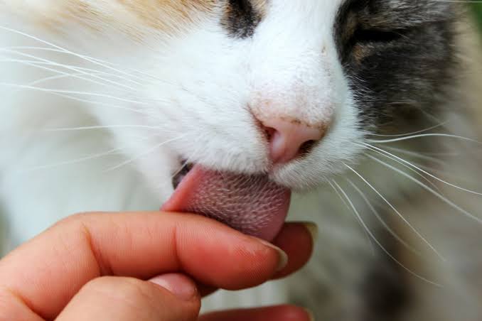 What It Means When a Cat Licks You (And Why It Matters)