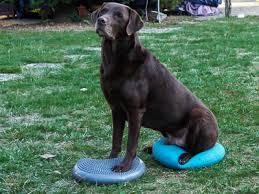 13 gemütliche ideen für ihren vierbeiner. Balancekissen Fur Hunde Effektives Training Fur Deinen Hund