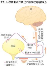 自律神経の初耳学 上手に調節し熱中症や腰痛予防 woman smart nikkei style 健康になる 腰痛 発汗