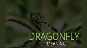 It's also chosen to mean that the. The Meaning Of Dragonfly Hindustan Times