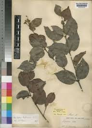 Image result for Aneulophus africanus